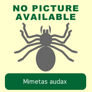audax